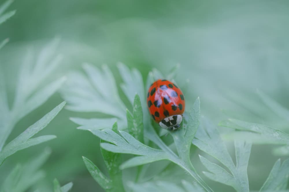 Red Ladybug on Green Leaf by Lynann Colligan — canvas wall art