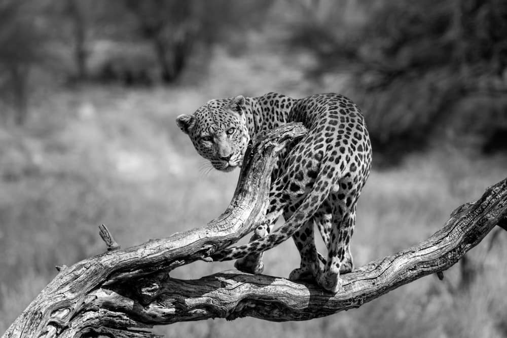 Watchful Leopard On Branch by Walter Lackner — canvas wall art