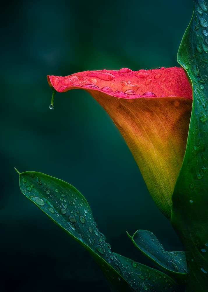 Dew Kissed Calla Lily by Ben.C.L — canvas wall art