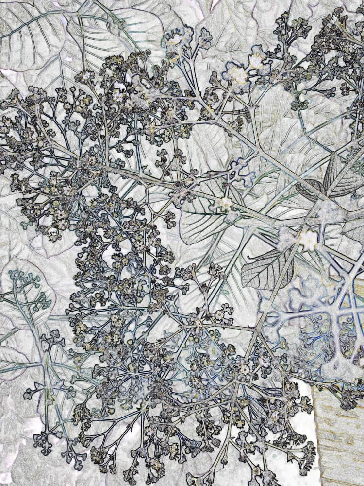 Delicate Botanical Sketch by Santhosh ch — canvas wall art