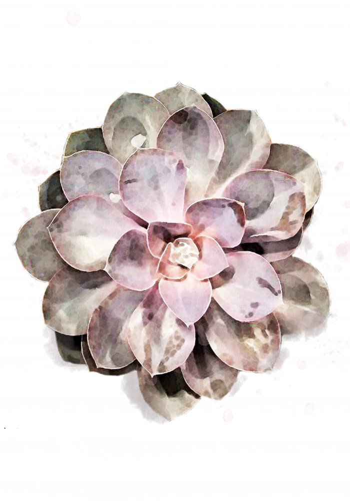 Watercolor Succulent Bloom by Pictufy Studio II — canvas wall art