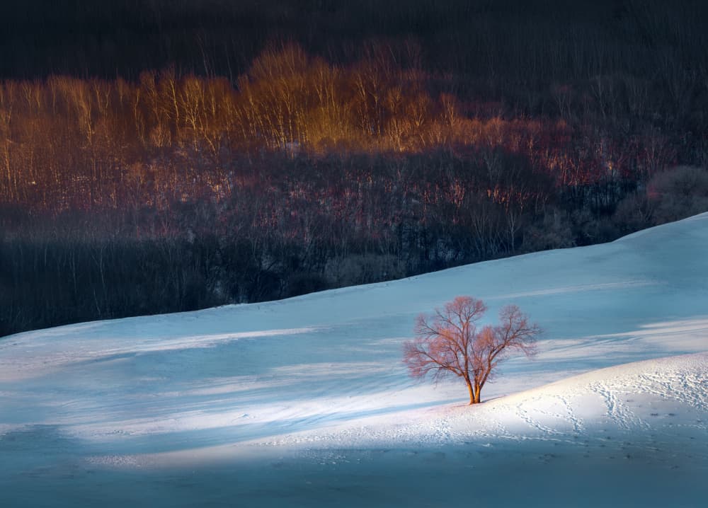 Golden Winter Tree by Dennis Zhang — canvas wall art