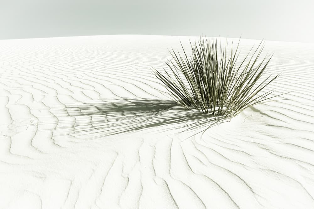 Minimalist Desert Plant by Melanie Viola — canvas wall art