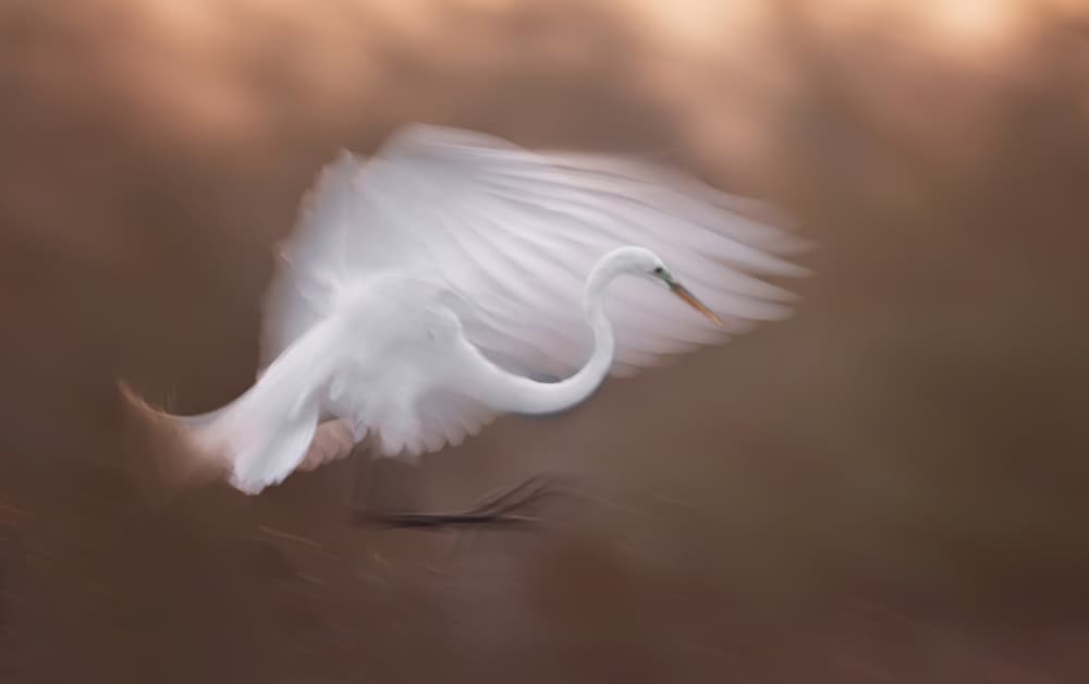 Graceful Egret Flight by Shi &amp Wei — canvas wall art