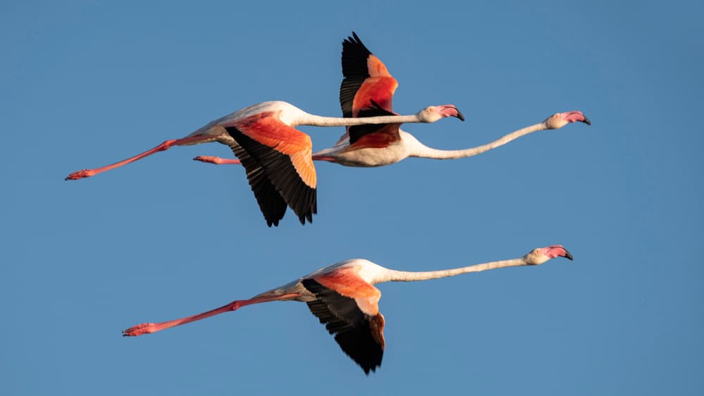 Graceful Flamingos Flying by Thierry Lagandré (Transgressed Light) — canvas wall art