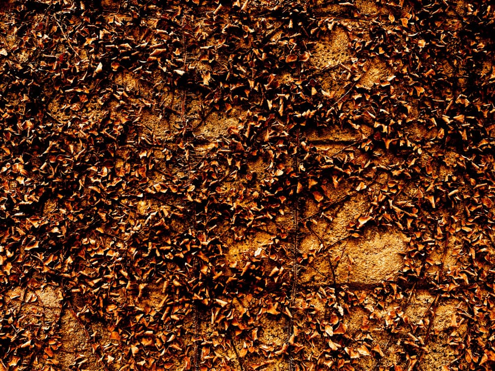 Textured Autumn Leaves by Santhosh ch — canvas wall art