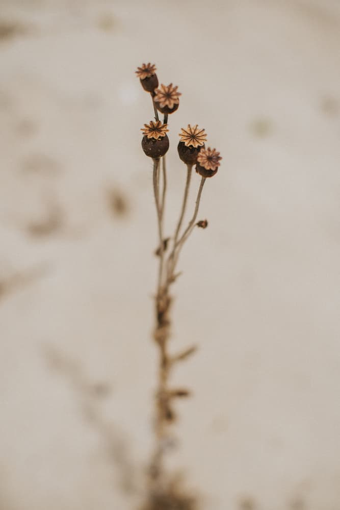 Delicate Dried Botanical by Claudia Casal — canvas wall art