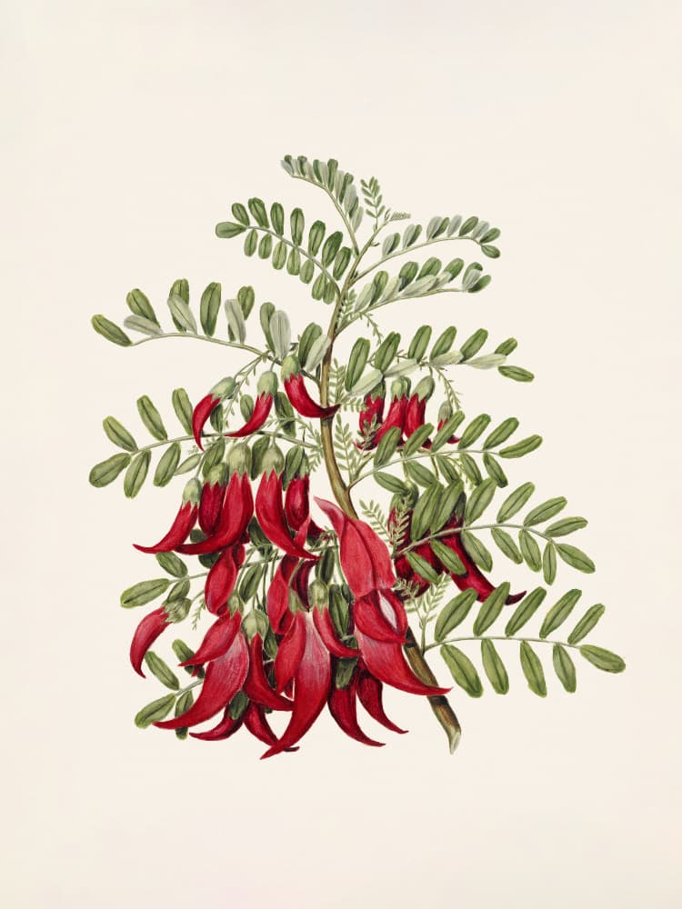 Kowhai   Clianthus Puniceus Drawn By Sarah Featon (1848–1927) by Sarah Featon — canvas wall art