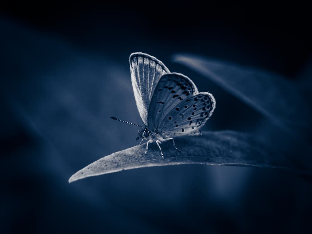 Glowing Blue Butterfly by 市岡弘光 — canvas wall art