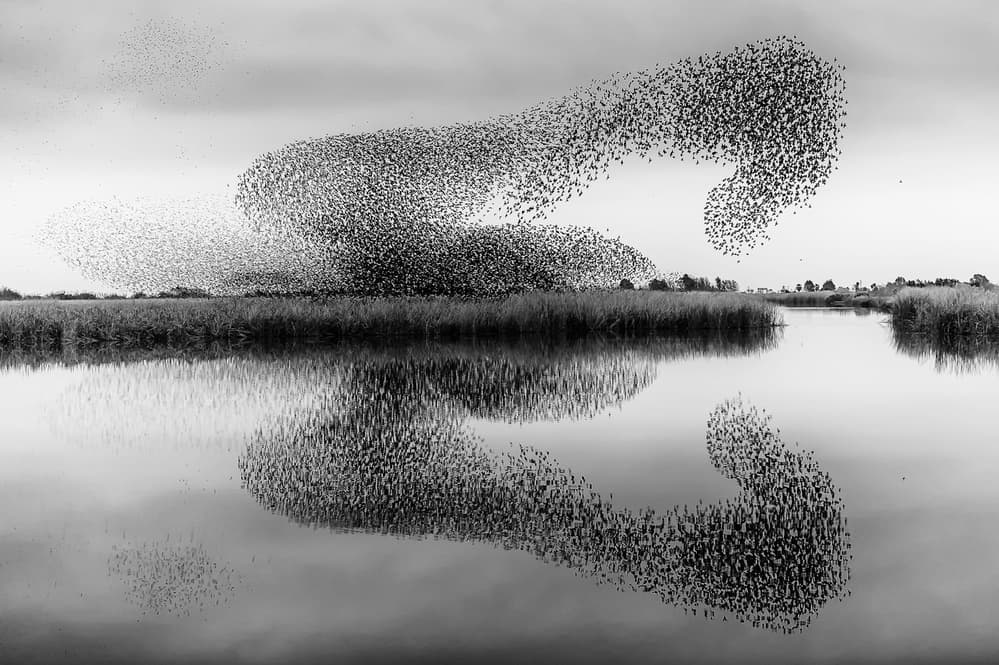 Starling Murmuration Reflection by Joaquin Forner Rodriguez — canvas wall art