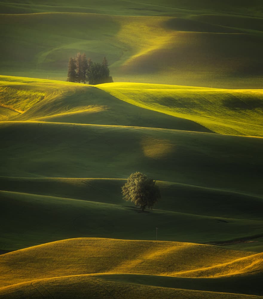 Sunlit Green Hills by Joan Zhang — canvas wall art