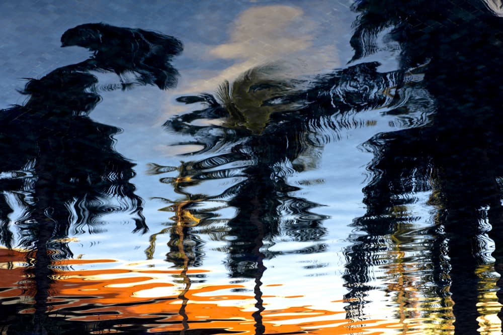 Wavy Palm Reflections by Tim Mossholder — canvas wall art
