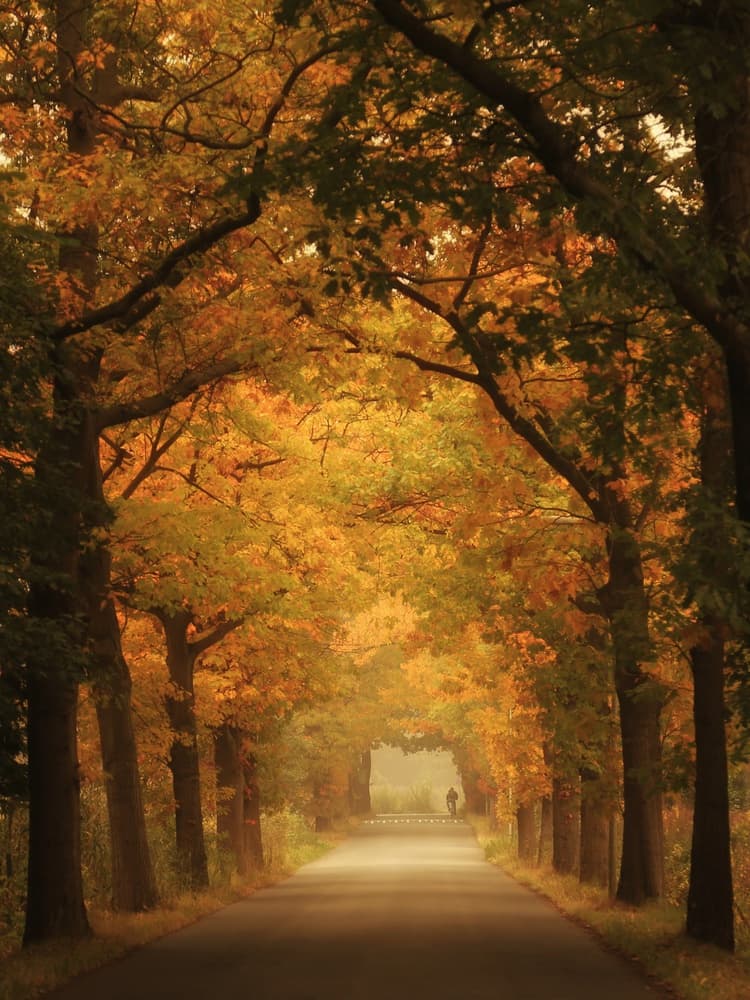 Misty Autumn Road by Vincent Croce — canvas wall art
