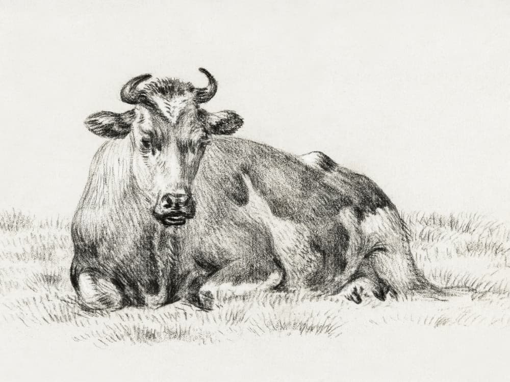 Lying Cow (1825)