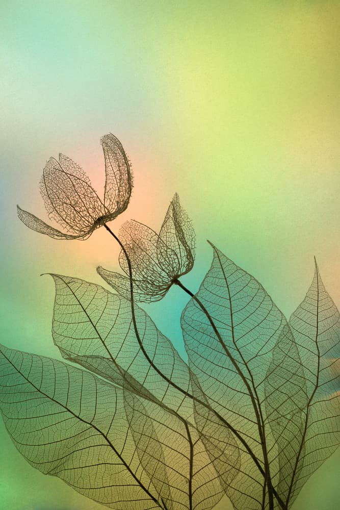 Delicate Leaf Blooms by Shihya Kowatari — canvas wall art