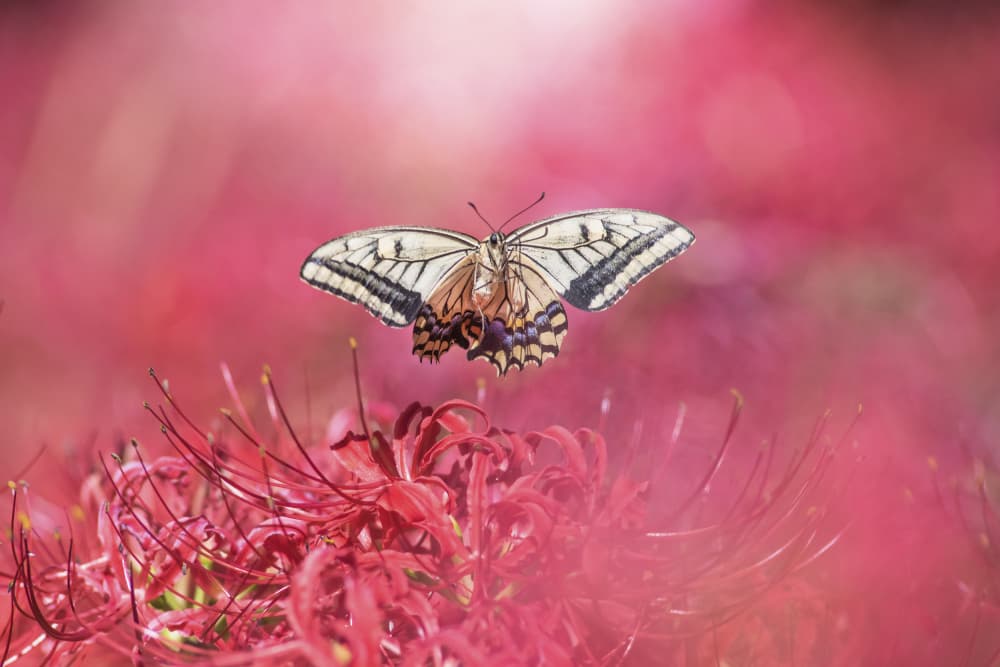 Ethereal Butterfly Bloom by Takashi Suzuki — canvas wall art