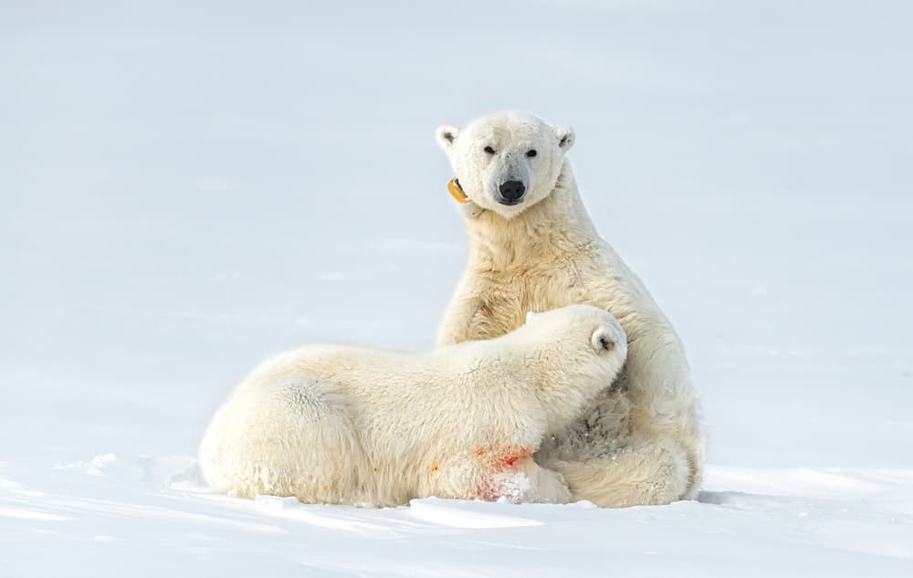 Arctic Mother And Cub by Jie Fischer — canvas wall art