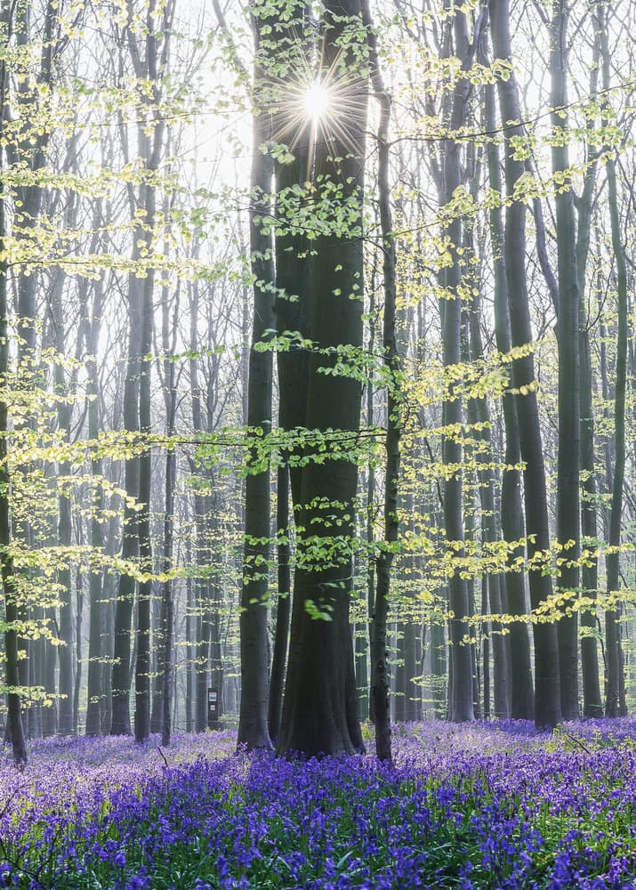 Enchanted Blue Forest by Burim Muqa — canvas wall art