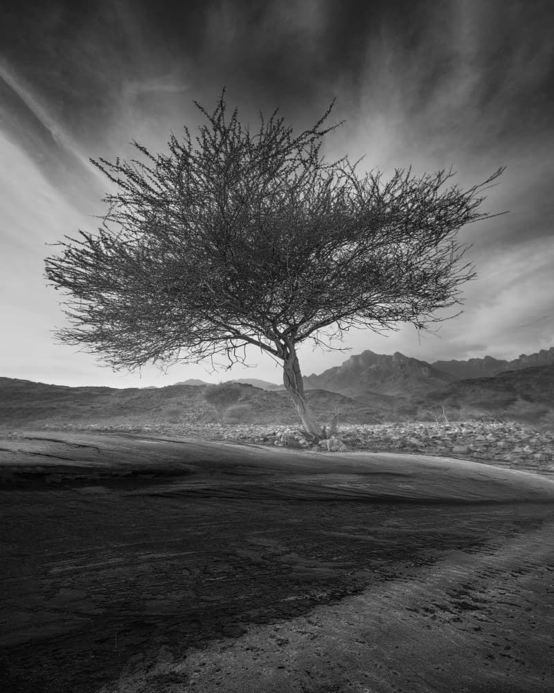 Desert Sentinel Tree by Anas AlSubhi — canvas wall art
