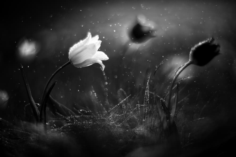 Steppe flower by Vadim Fedotov (Vadius) — canvas wall art