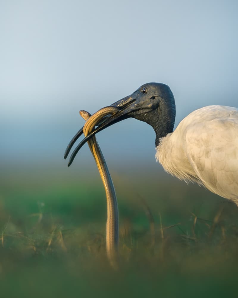 Ibis Catches Snake by Jayanta Guha — canvas wall art