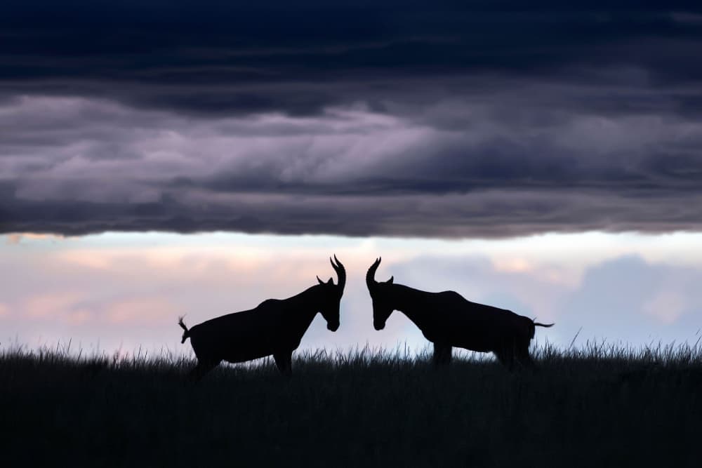 Wildlife Stand-off Twilight by Xavier Ortega — canvas wall art