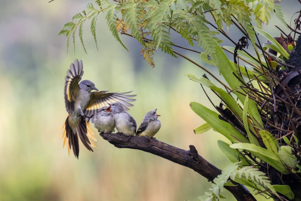 Bird Family Feeding by Sally Widjaja — canvas wall art