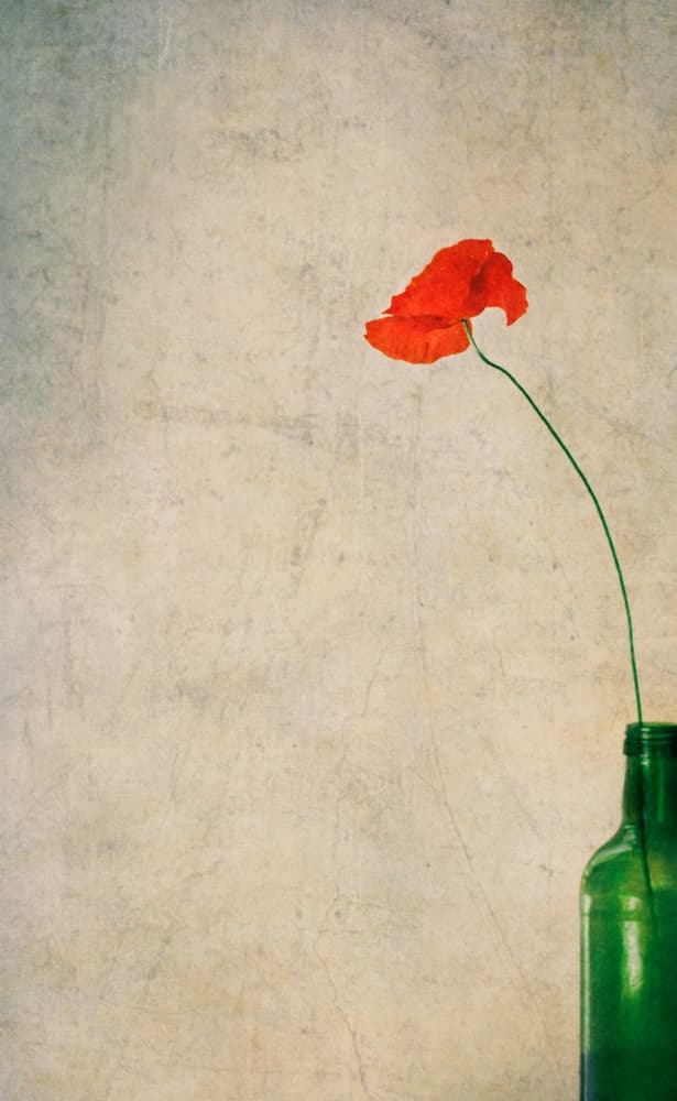 Rustic Poppy And Bottle by Delphine Devos — canvas wall art