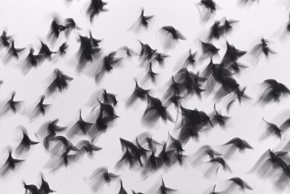 Dynamic Flying Flock by Marina Yushina — canvas wall art
