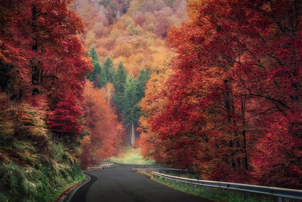 Winding Autumn Road by Tommaso Pessotto — canvas wall art