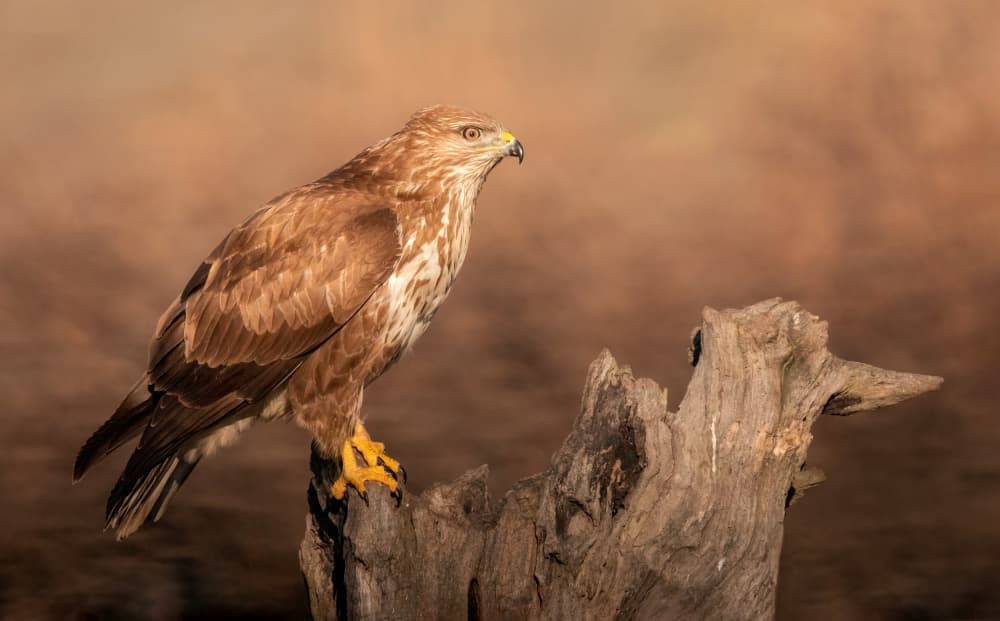 Golden Buzzard Perch by Marco Barisone — canvas wall art