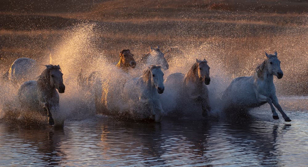 White Horses Gallop Splash by Qiang Liu — canvas wall art