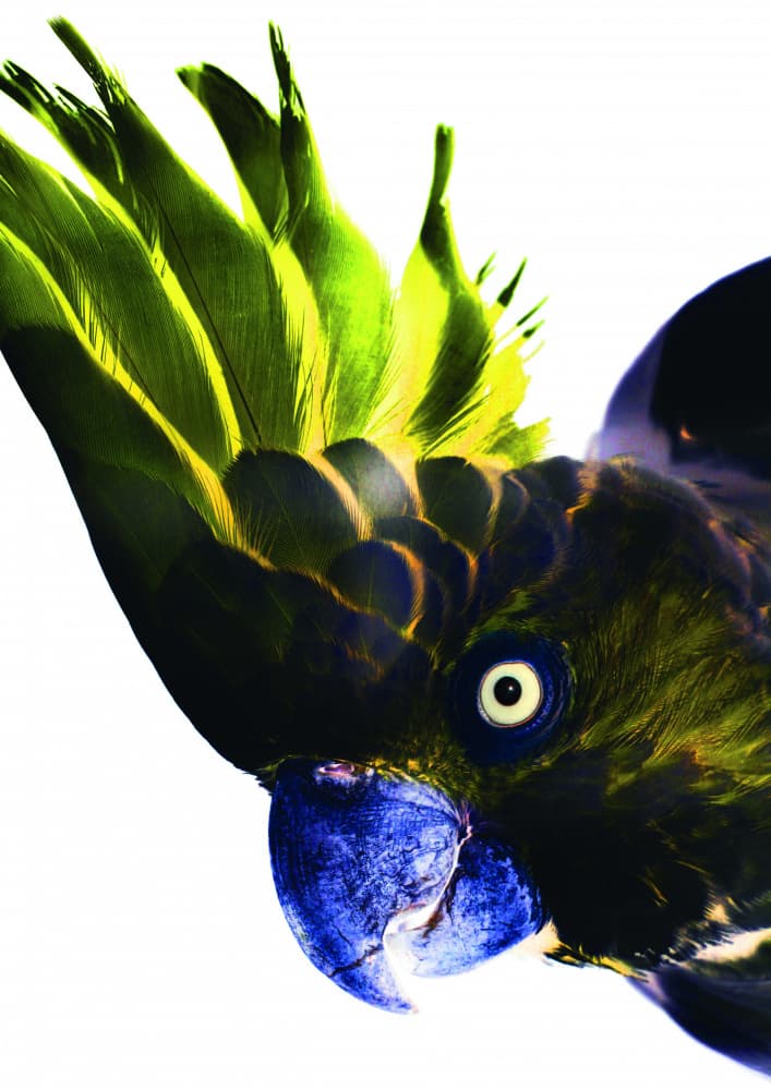 Vivid Bird Glance by Shot by Clint — canvas wall art