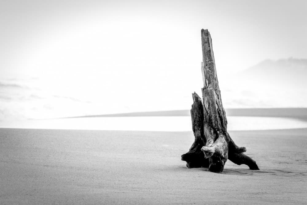 Solitary Beach Driftwood by Hein Jonker — canvas wall art