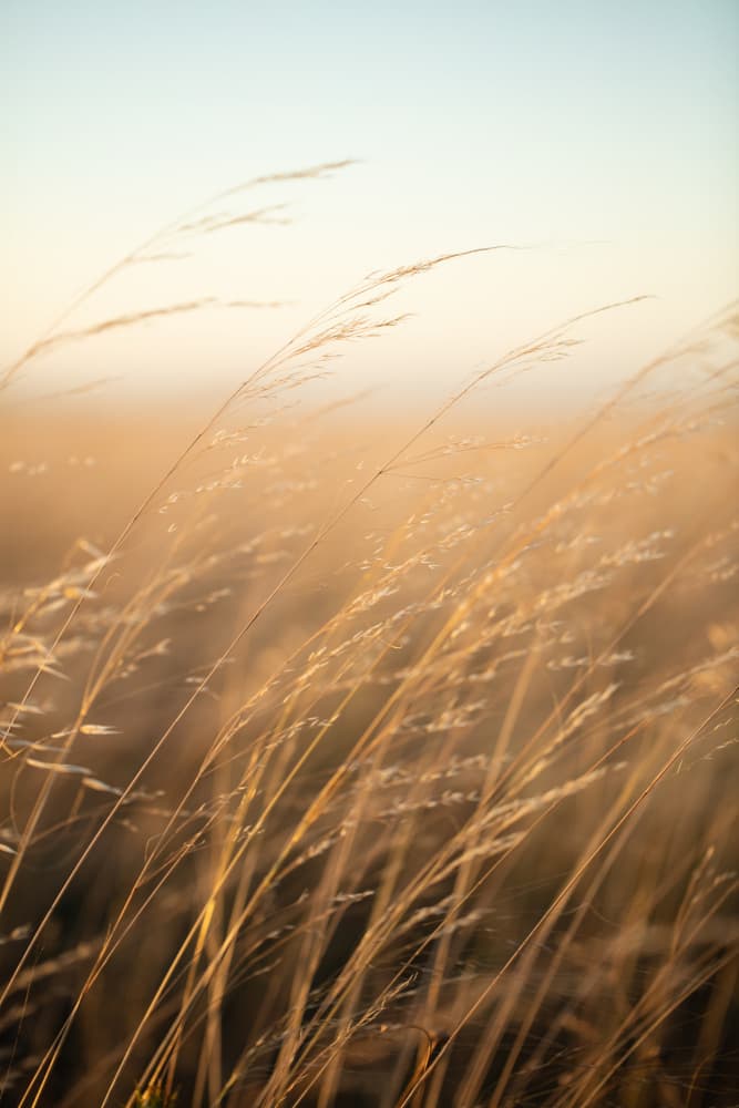 Golden Hour Grass by Javier Pardina — canvas wall art