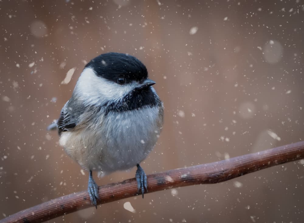 Winter Chickadee In Snow by Emma Zhao — canvas wall art