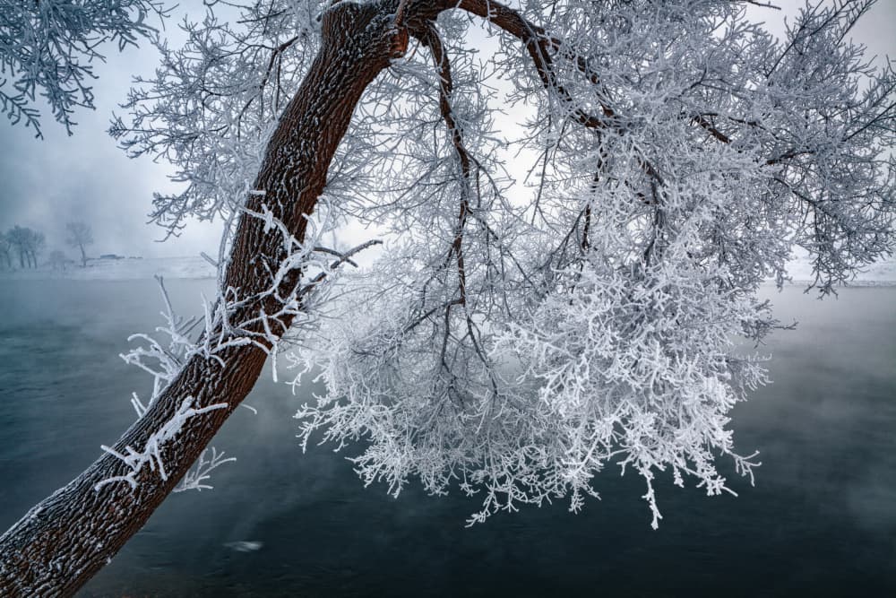 Frosted Winter Tree by UU — canvas wall art