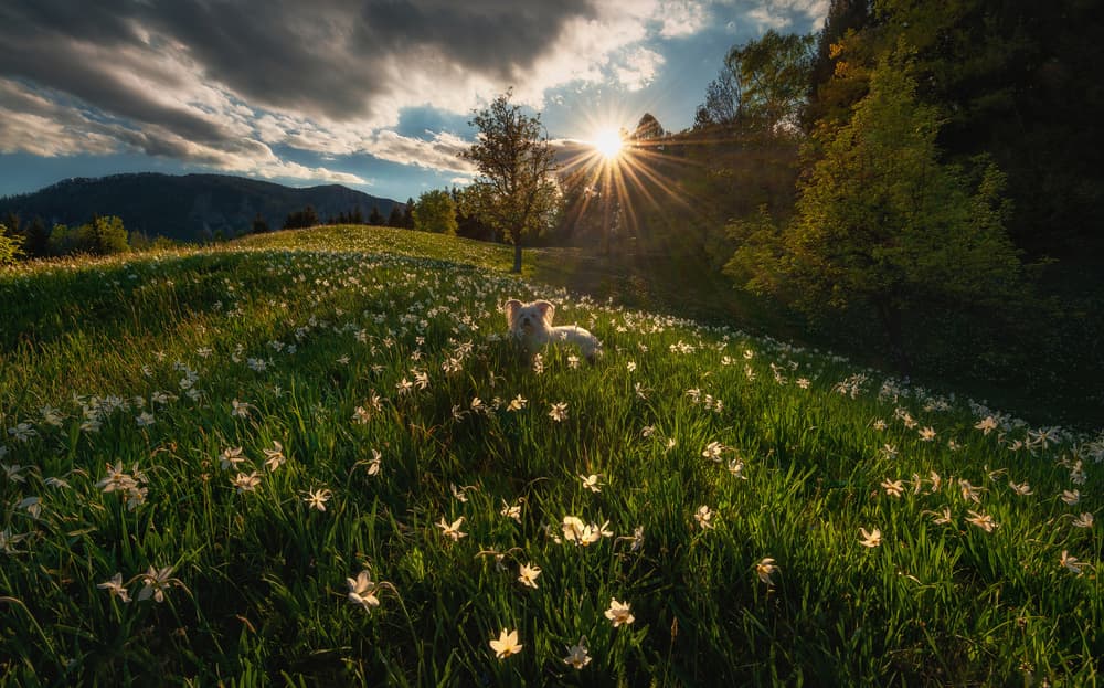 Sunset Meadow Dog by Ales Krivec — canvas wall art