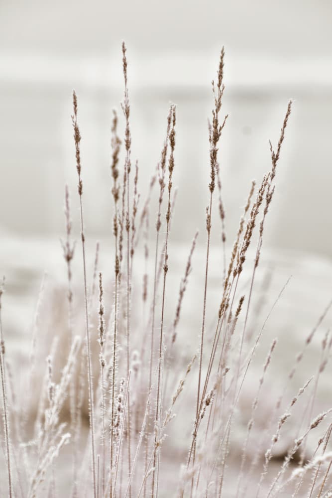 Frosted Winter Grass by Christina Sillen — canvas wall art