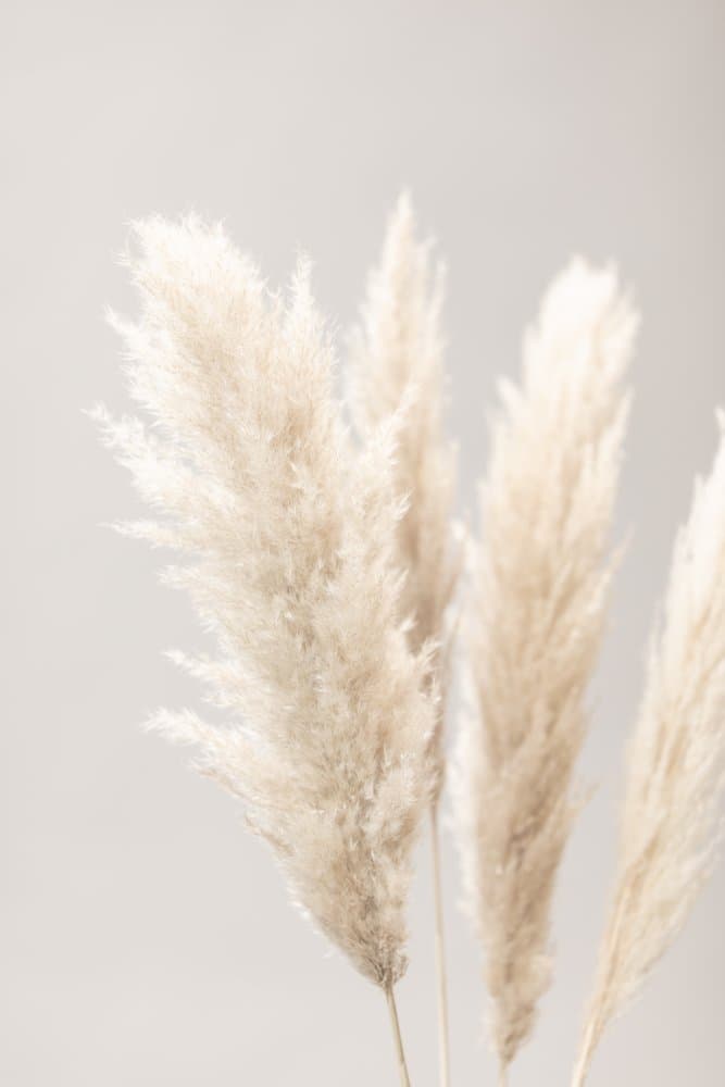 Soft Pampas Plumes by Pictufy Studio III — canvas wall art