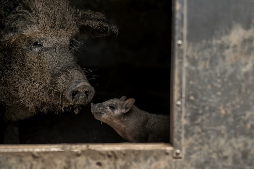Gentle Sow and Piglet by Gert van den Bosch — canvas wall art
