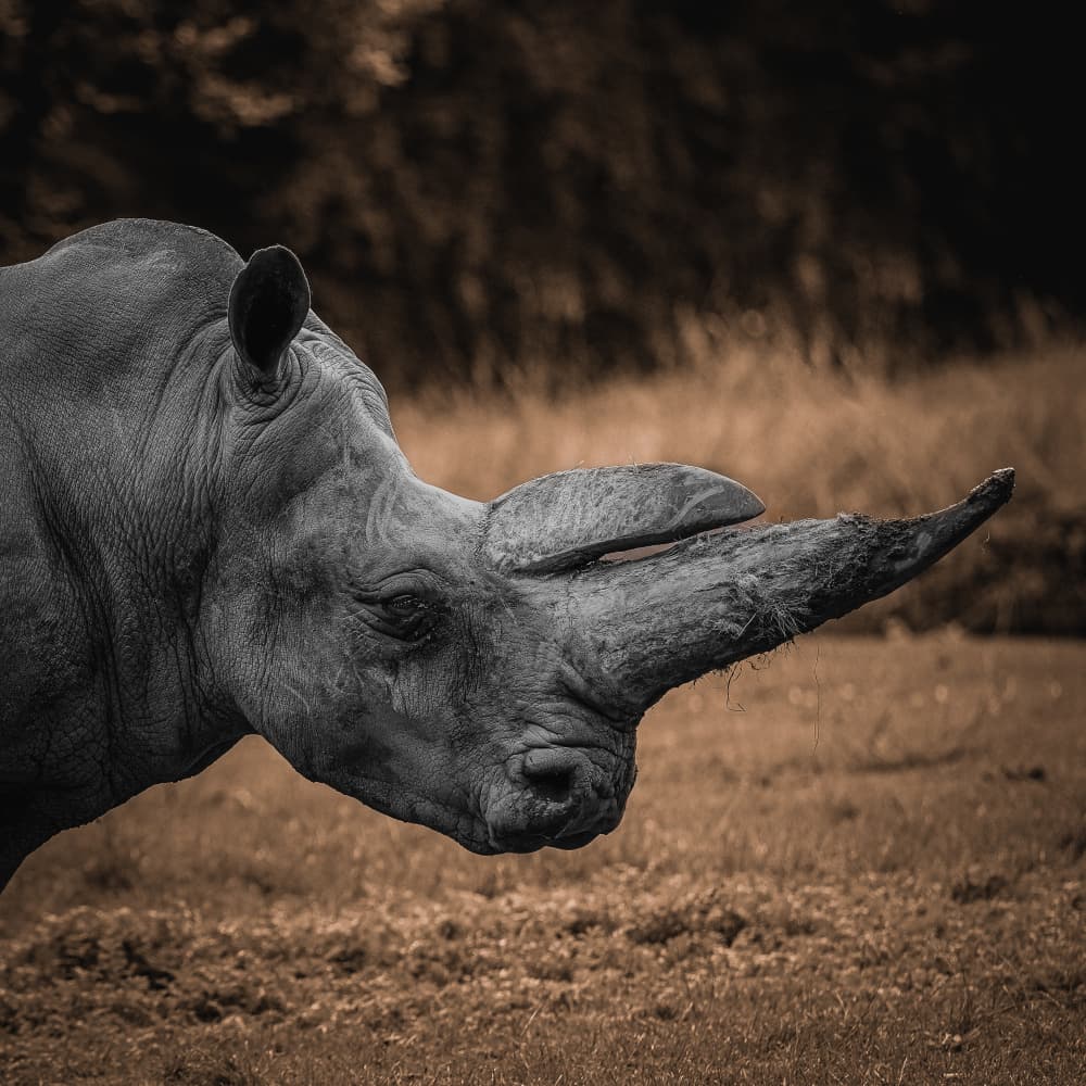Powerful Rhino Profile by Georgios Tsikiridis — canvas wall art