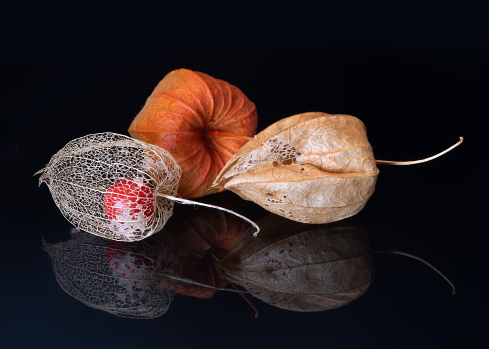 Chinese Lanterns Reflection by FranzStaab — canvas wall art