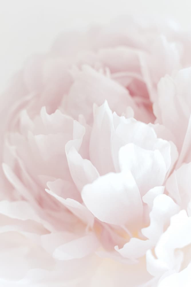 Soft Pink Peony by Pictufy Studio III — canvas wall art