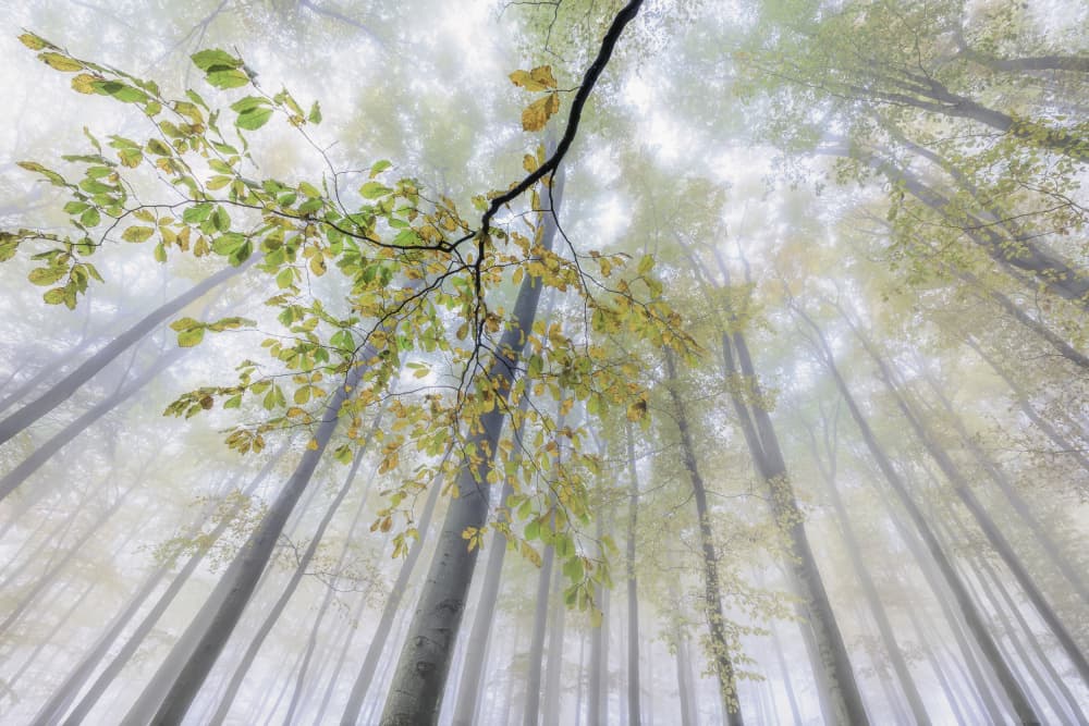 Misty Forest Canopy by Tom Pavlasek — canvas wall art