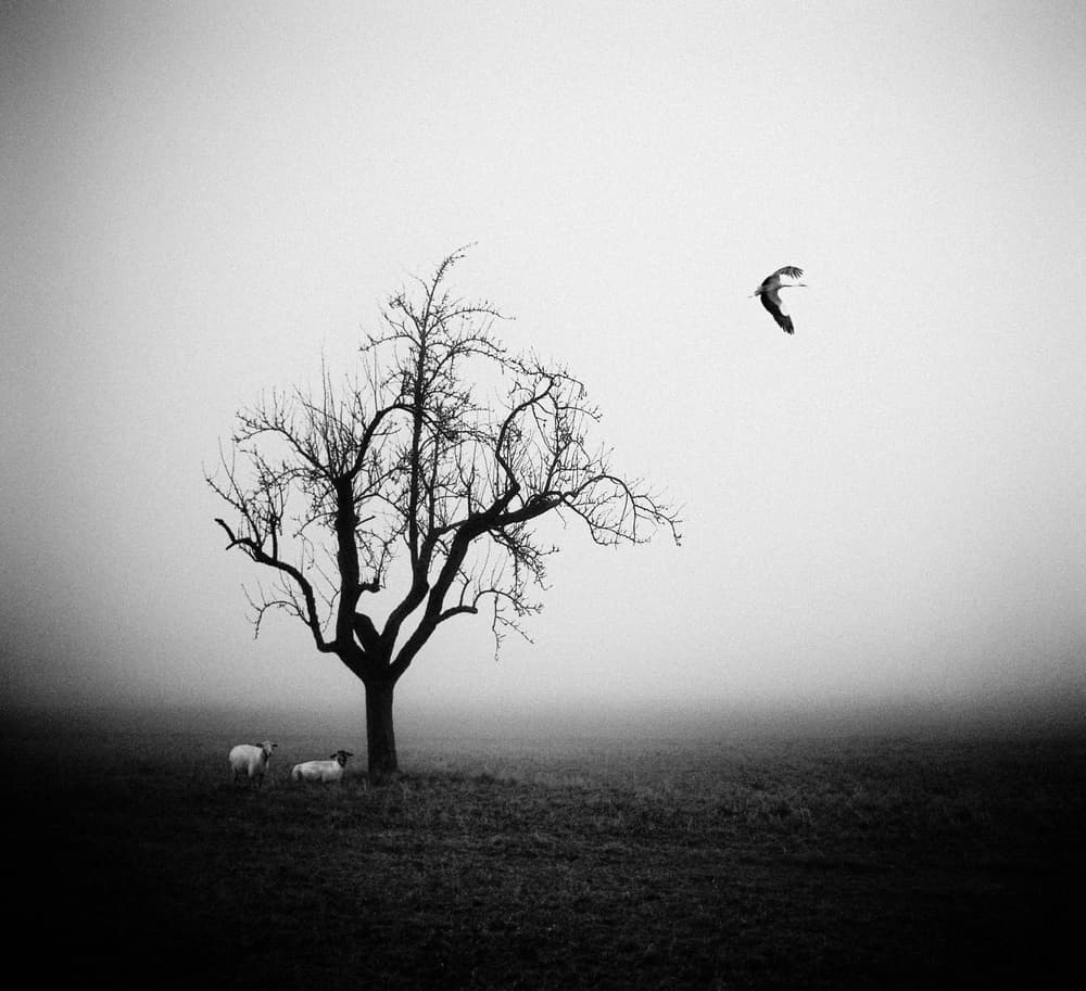 Misty Tree With Sheep by Holger Droste — canvas wall art