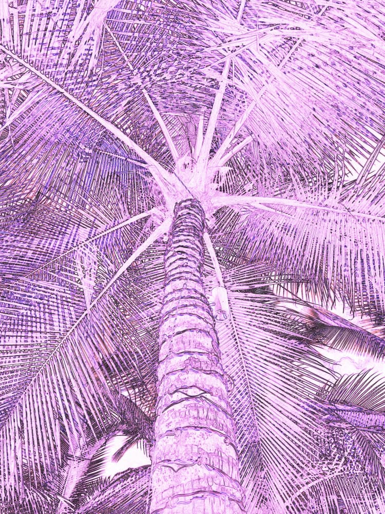 Lavender Palm Canopy by Santhosh ch — canvas wall art
