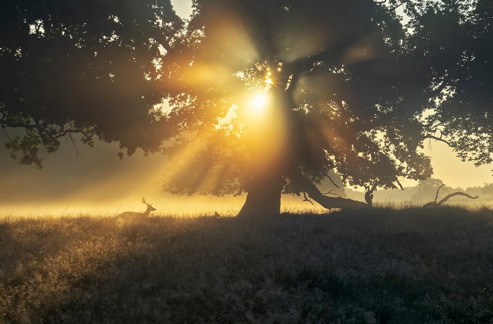 Deer In Misty Sunlight by Keller — canvas wall art