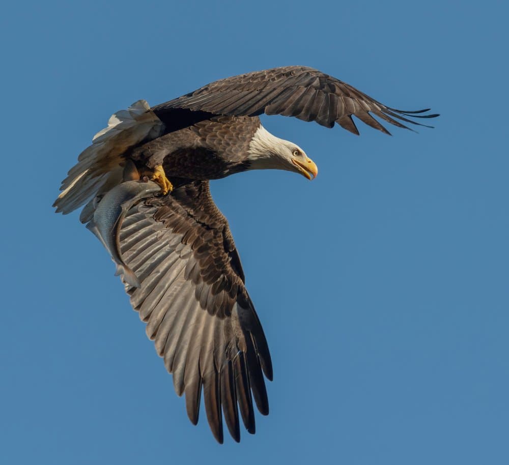 Bald Eagle's Catch by Deming W — canvas wall art