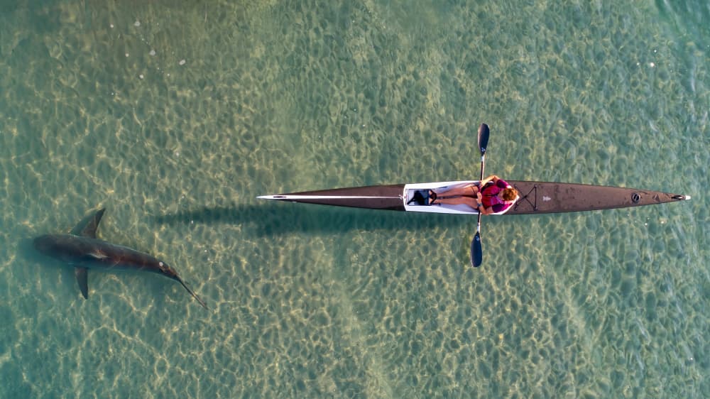 Kayak Shark Encounter by Ido Meirovich — canvas wall art